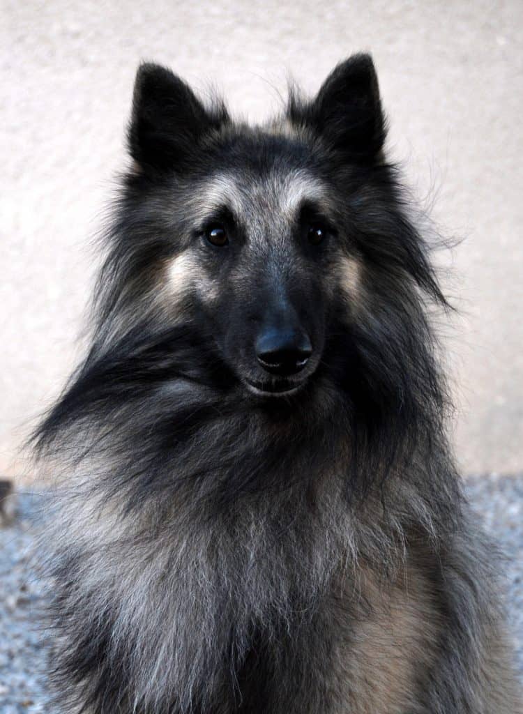 Belgian-Shepherd-750x1024.jpg