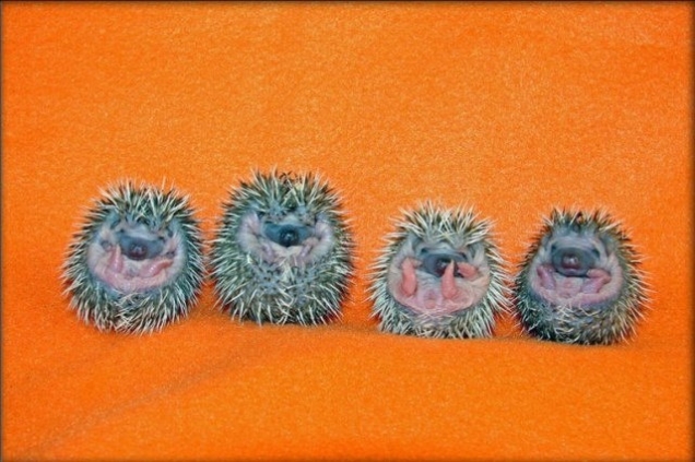 baby-hedgehogs.jpg