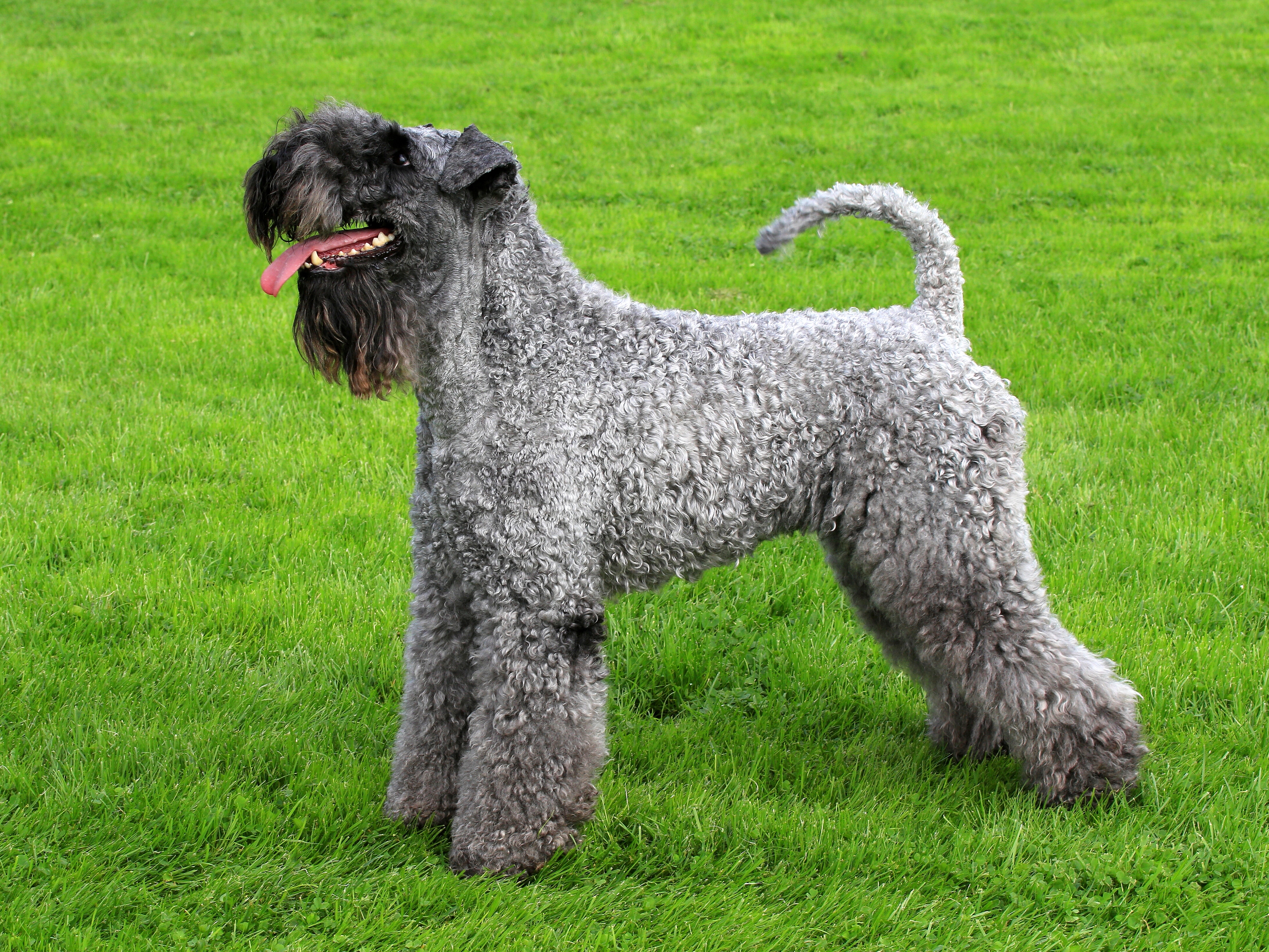 kerryblueterrier.jpg