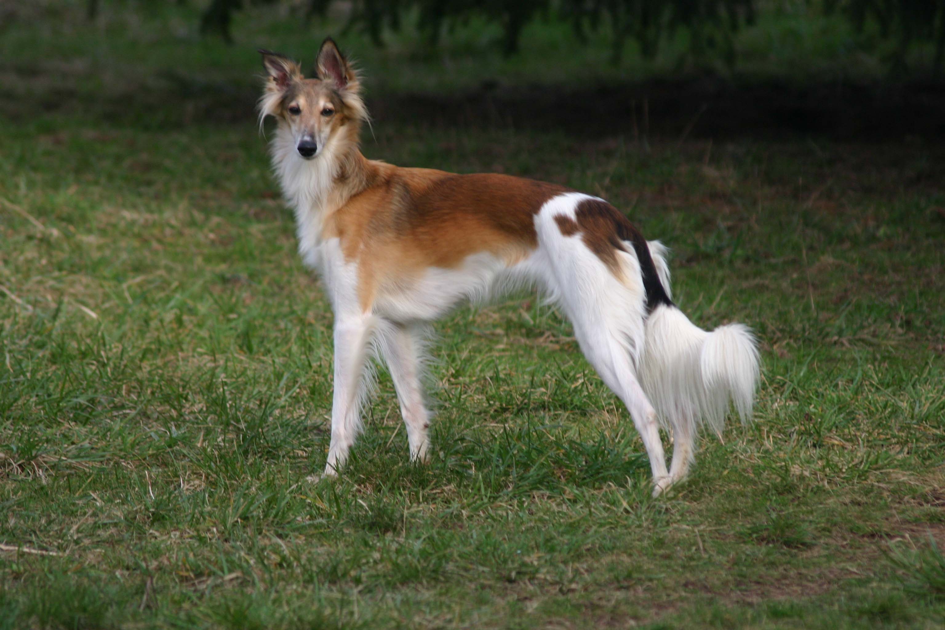 Silken-Windhound-3.jpg
