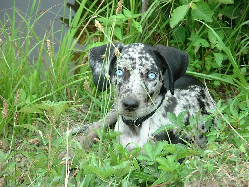 Catahoula_3.jpg