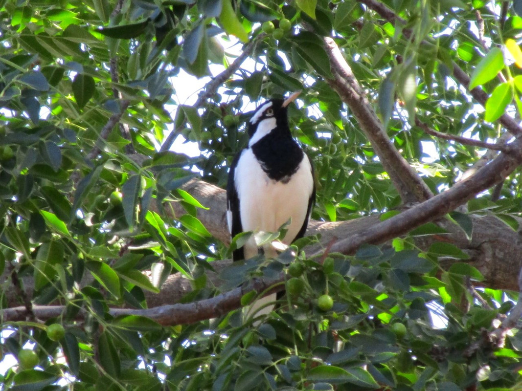 Magpie-Lark_(Grallina_cyanoleuca).jpg