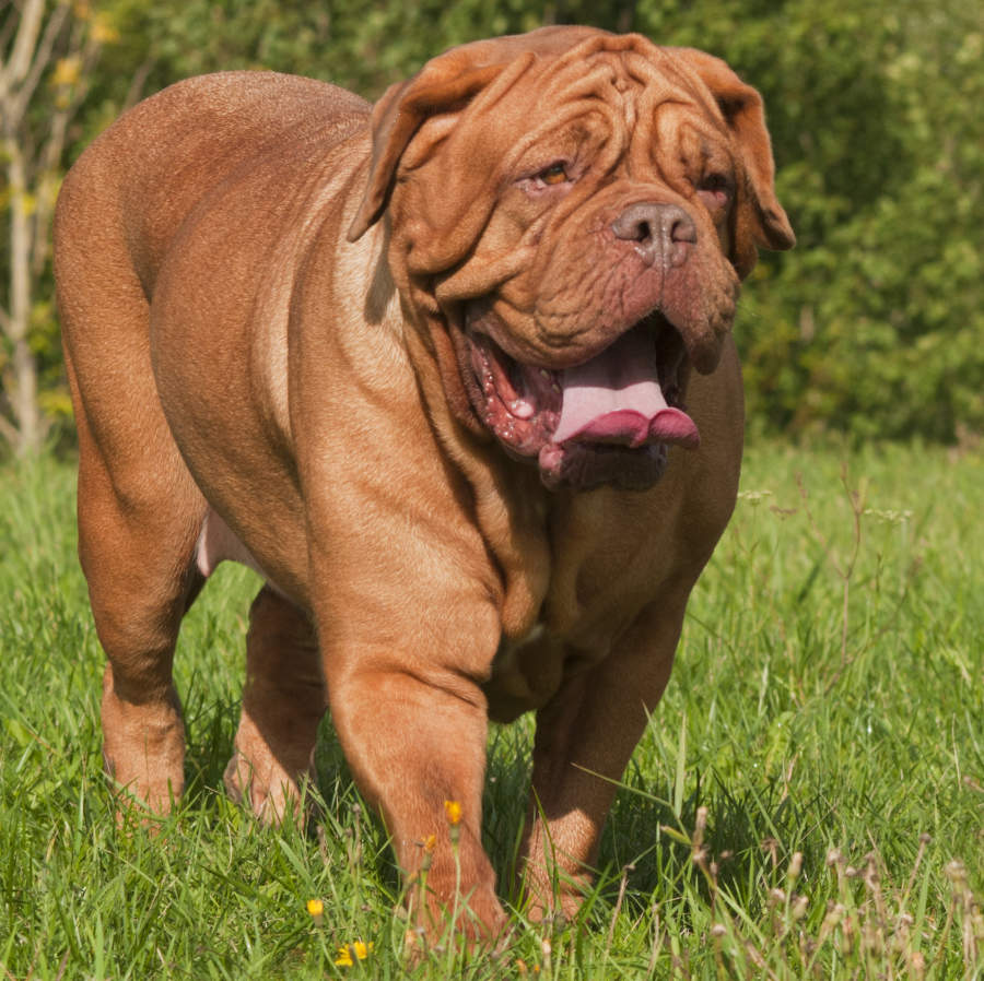 adult-dogue.jpg