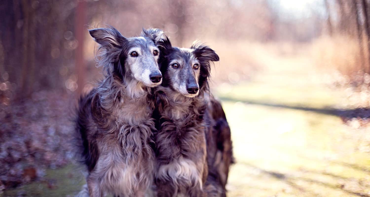 Silken-Windhound.jpg