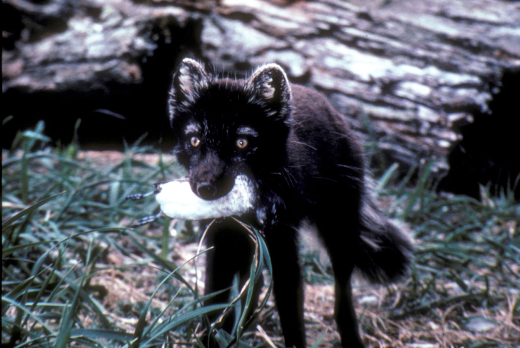 Fox_with_auklet.jpg