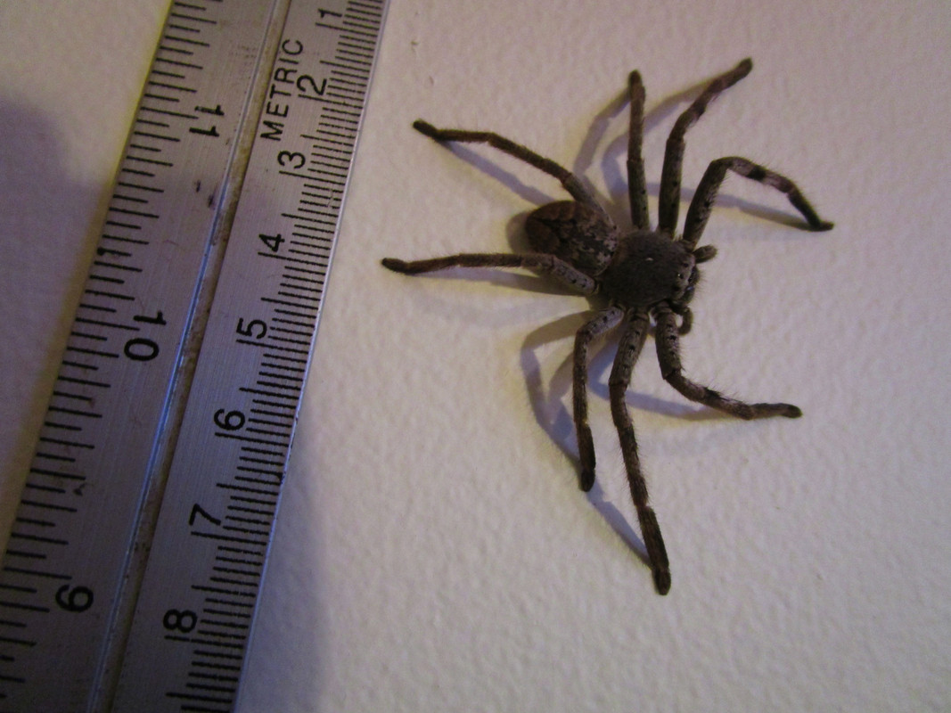 Huntsman-spider.jpg