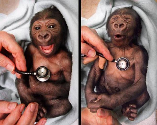 baby-gorilla-stethoscope.jpg