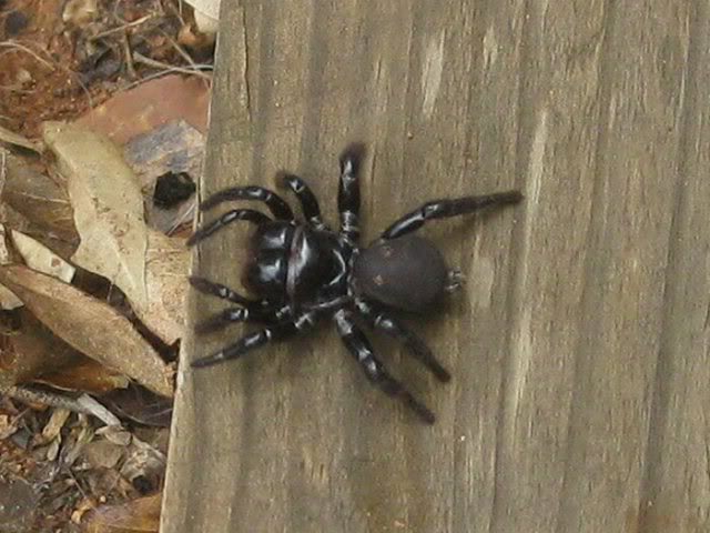 Trapdoor_spider.jpg