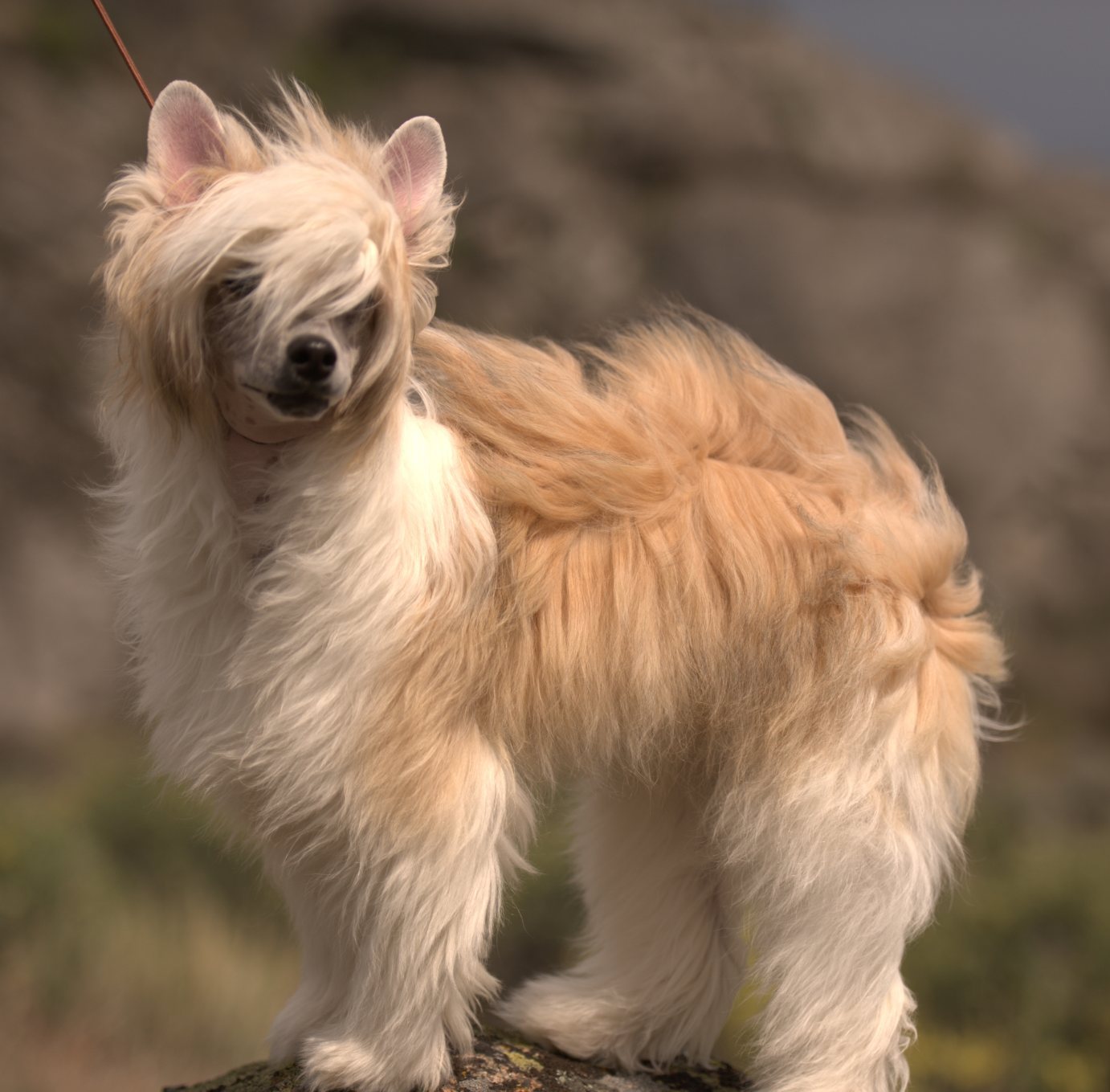 Powderpuff_Chinese_Crested_3.jpg