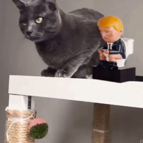 trump-cat.gif