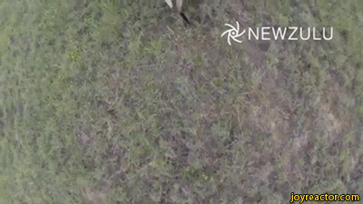 kangaroo-drone-gif-1756757.jpeg