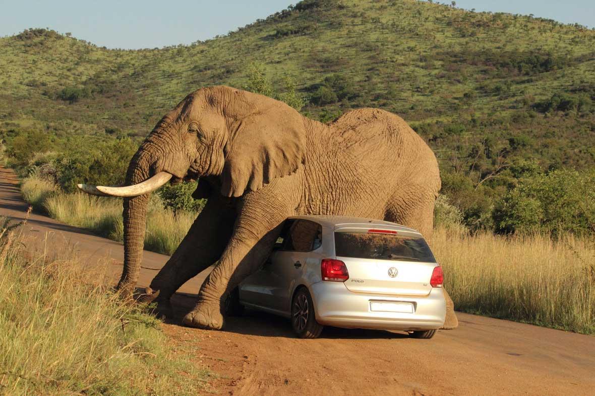 elephant-car-scratch-4-2014-08-08_GalleryLarge.jpg