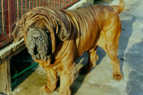 korean_mastiff_dosa_dogs_puppies_breeders_kennels5.jpg