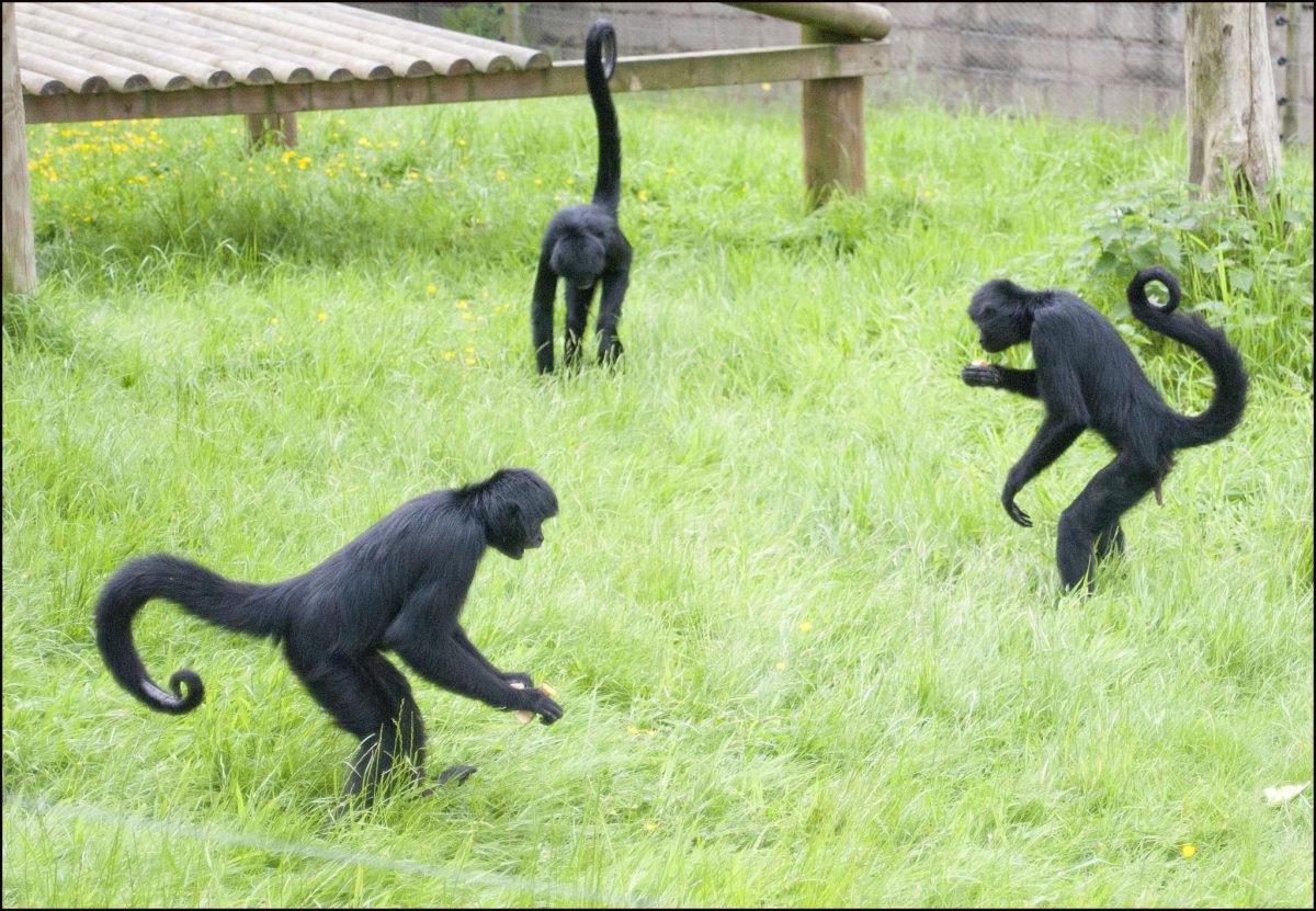 DZG_New_Spider_Monkeys_4-1200x831.jpg