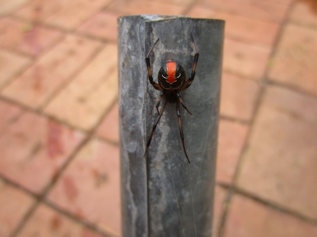 redback_spider.jpg