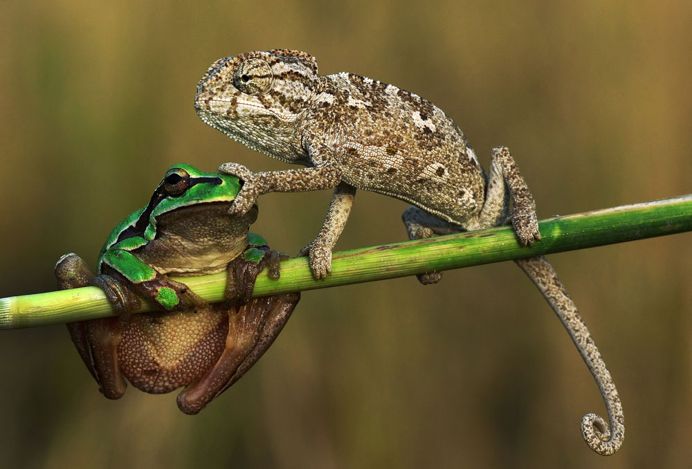 chameleon-frog-caption.jpg