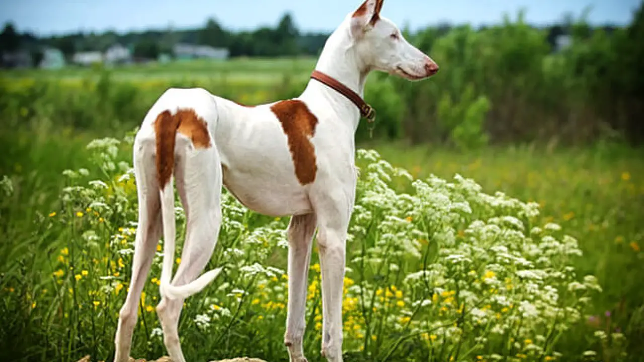 Ibizan-Hound-4-1280x720.jpg