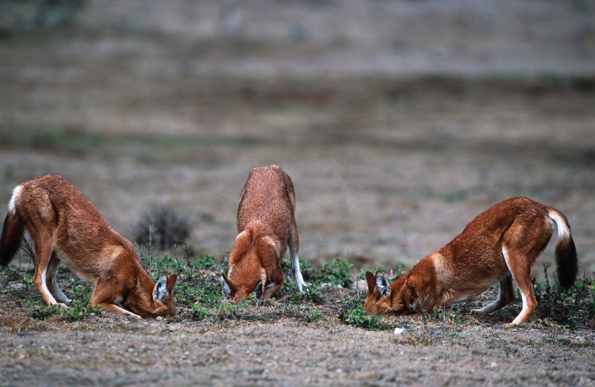 ethiopian-wolf-bale.jpg