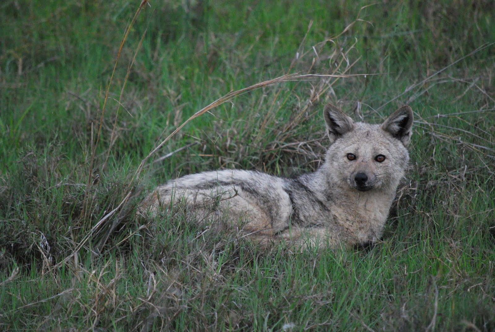 gray-side-striped-jackal.jpg