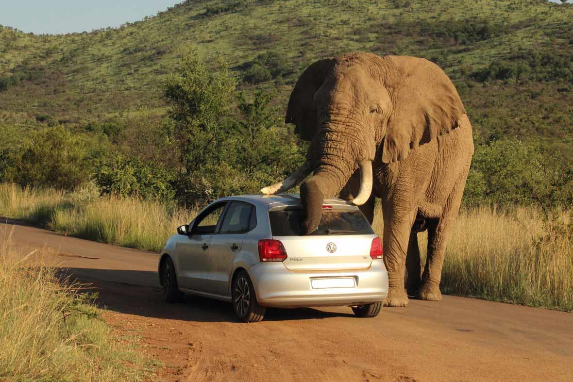 elephant-car-scratch-2014-08-08_GalleryLarge.jpg