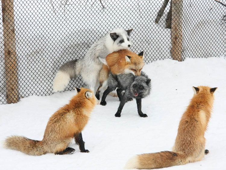 firefox-plugin-big.jpg