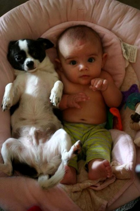 pictures-puppies-babies-25-530x800.jpg