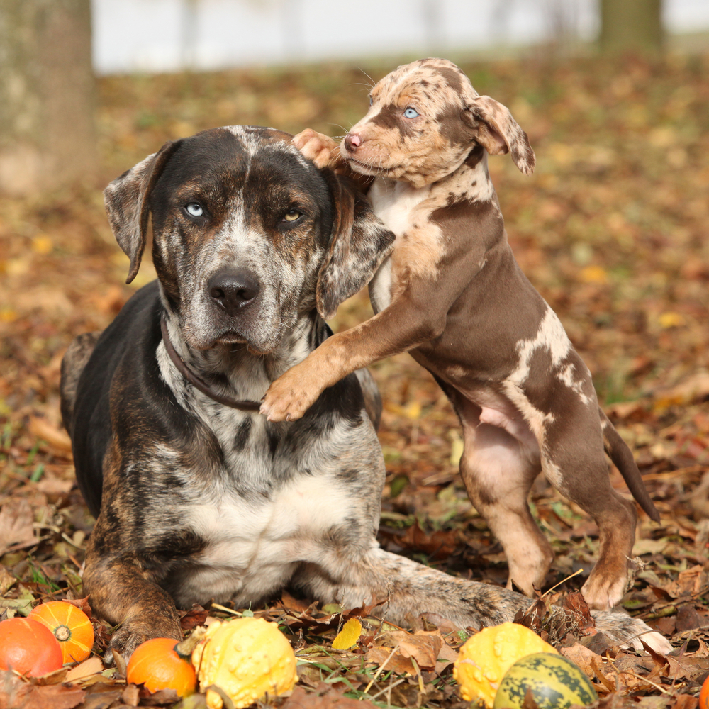 Louisiana-Catahoula-Leopard-Dog-Images.jpg