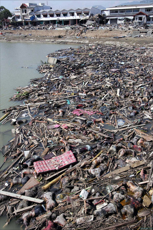 Tsunami_kills_250,000_humans.jpg