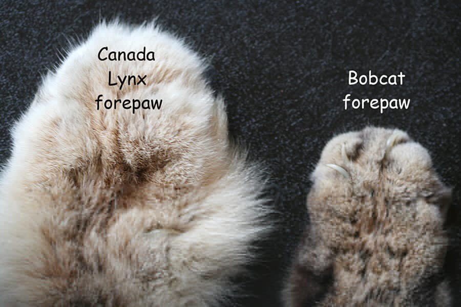 Cs5uj3VUAAI4w8j.jpg:large