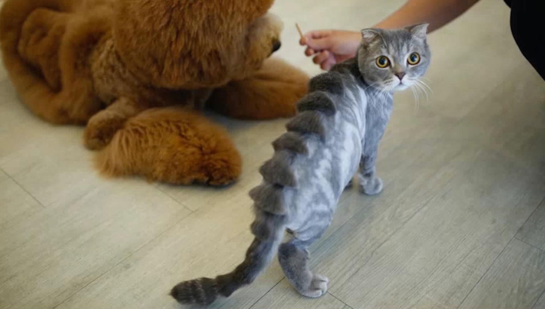 catsaurus1.jpg