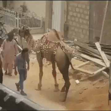 Camel-Kick-2.gif