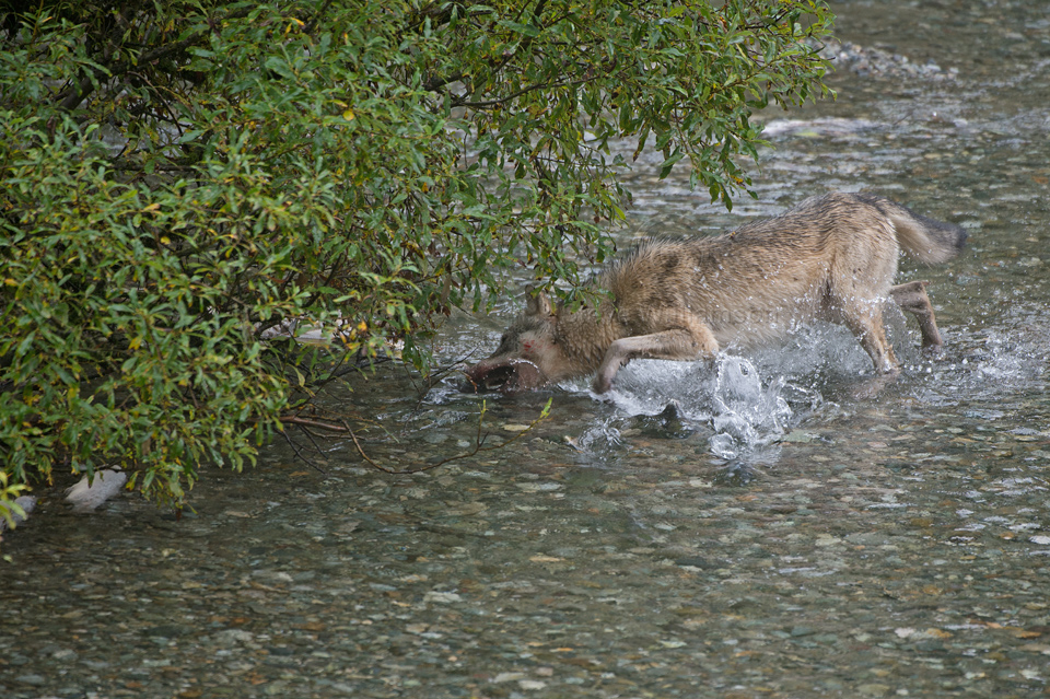 Fishing-Wolf-Pup.jpg