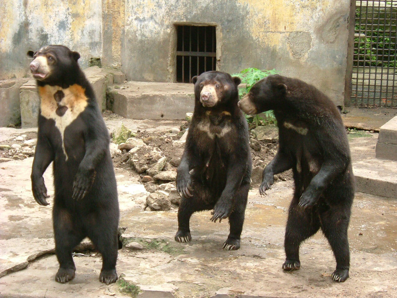 sun-bear-medan-Wikimedia-Commons.jpg