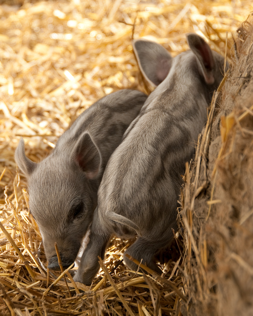 033Mangalitsa_piglets.jpg