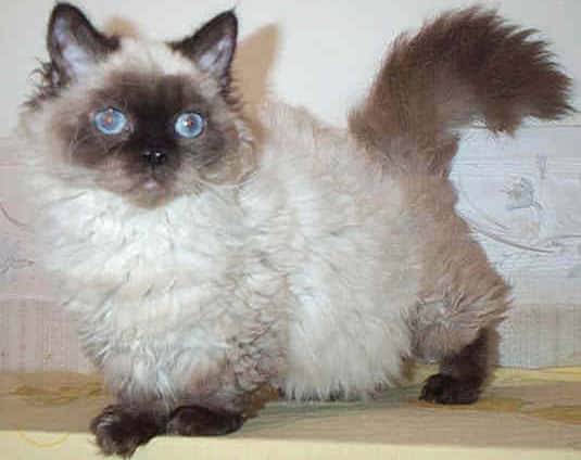 lambkin-dwarf-cat1.jpg
