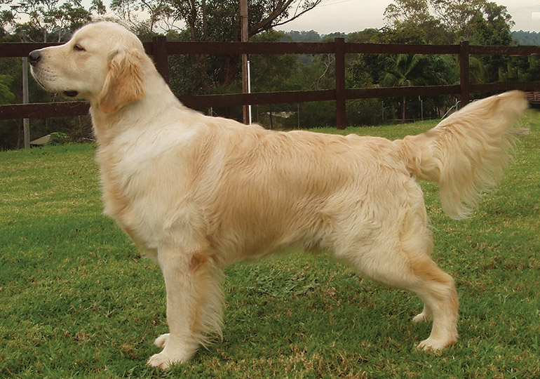 Golden-Retriever.jpg