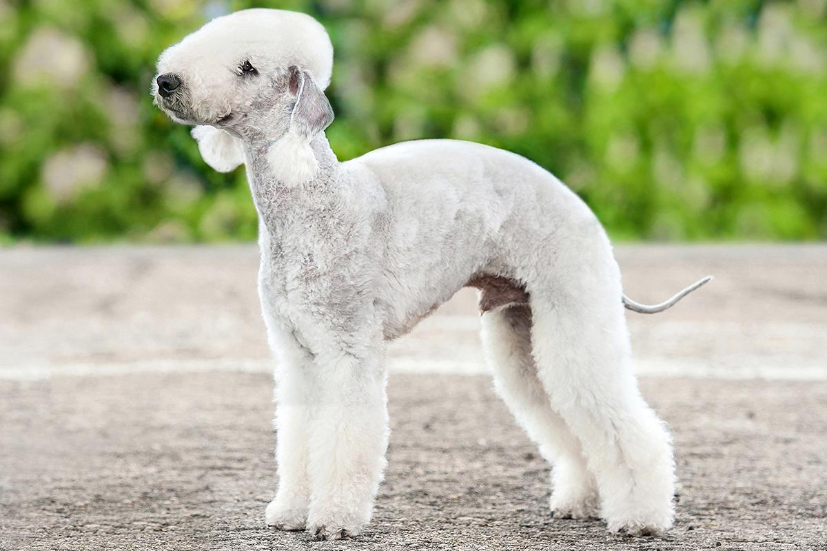 bedlingtonterrier_adult.jpg