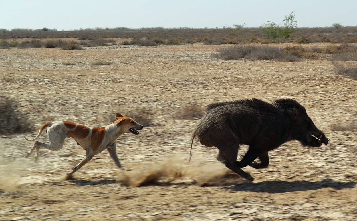 dogchasingboar.jpg