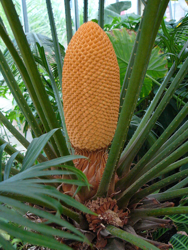 800px-Cycas_circinalis_male_cone_in_Olomouc.jpg
